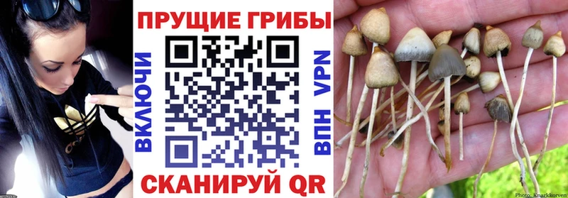 Псилоцибиновые грибы Magic Shrooms  сколько стоит  нарко площадка наркотические препараты  Балаково 